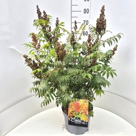 Sorbaria sorbif. 'Sem' 60-80 cm cont. 10L - afbeelding 3