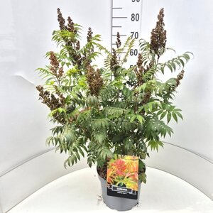 Sorbaria sorbif. 'Sem' 60-80 cm cont. 10L - afbeelding 3