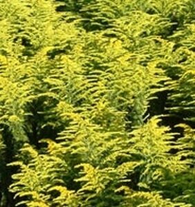 Solidago 'Strahlenkrone' geen maat specificatie 0,55L/P9cm