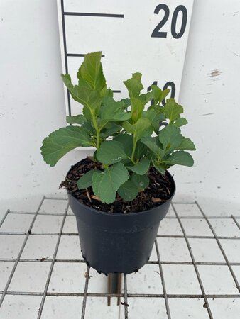 Spiraea betulifolia geen maat specificatie cont. 1,3L - afbeelding 1