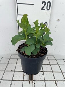 Spiraea betulifolia geen maat specificatie cont. 1,3L - afbeelding 1