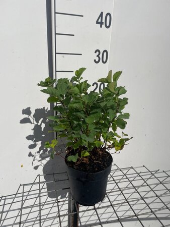 Spiraea betulifolia geen maat specificatie cont. 1,3L