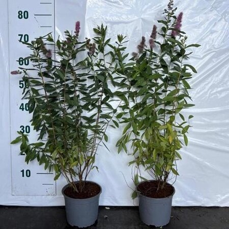 Spiraea billardii 60-80 cm cont. 2,0L - afbeelding 3