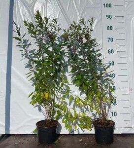 Spiraea billardii 60-80 cm cont. 2,0L - afbeelding 4