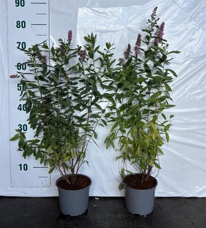 Spiraea billardii 60-80 cm cont. 2,0L - afbeelding 1
