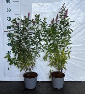Spiraea billardii 60-80 cm cont. 2,0L - afbeelding 1