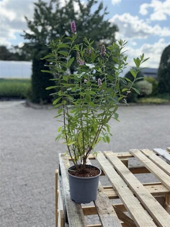 Spiraea billardii 60-80 cm cont. 2,0L - afbeelding 2