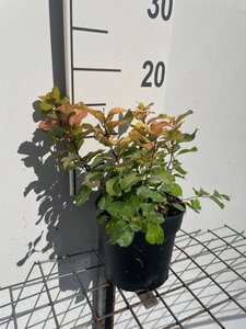 Spiraea betulifolia 'Tor Gold' geen maat specificatie cont. 1,3L - afbeelding 2
