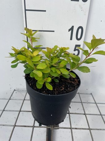 Spiraea betulifolia 'Tor Gold' geen maat specificatie cont. 1,3L