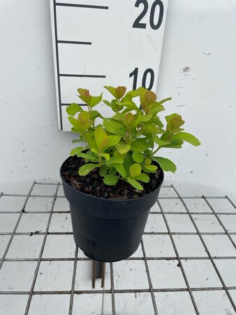 Spiraea betulifolia 'Tor Gold' geen maat specificatie cont. 1,3L