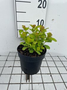 Spiraea betulifolia 'Tor Gold' geen maat specificatie cont. 1,3L