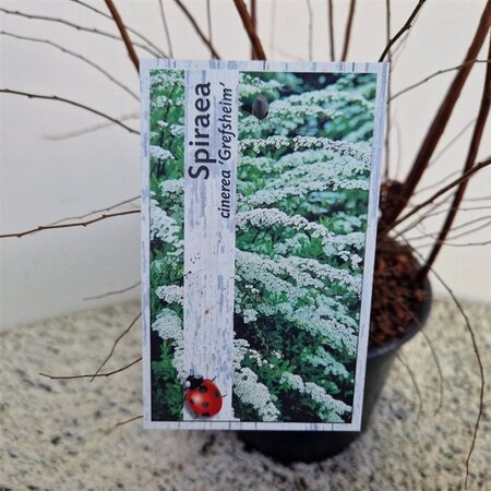 Spiraea cinerea 'Grefsheim' 40-50 cm cont. 3,0L - afbeelding 1