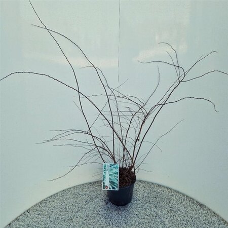 Spiraea cinerea 'Grefsheim' 40-50 cm cont. 3,0L - afbeelding 2