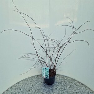 Spiraea cinerea 'Grefsheim' 40-50 cm cont. 3,0L - afbeelding 2