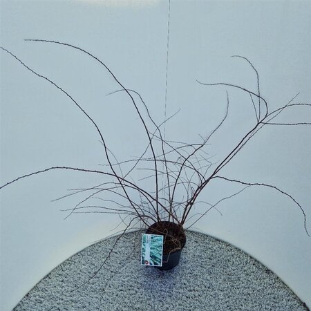 Spiraea cinerea 'Grefsheim' 40-50 cm cont. 3,0L - afbeelding 3