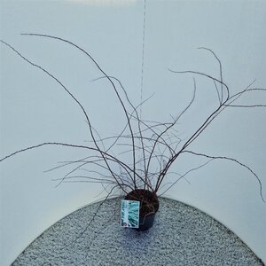 Spiraea cinerea 'Grefsheim' 40-50 cm cont. 3,0L - afbeelding 3