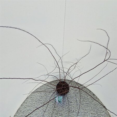 Spiraea cinerea 'Grefsheim' 40-50 cm cont. 3,0L - afbeelding 4