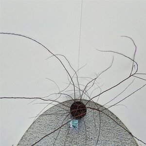 Spiraea cinerea 'Grefsheim' 40-50 cm cont. 3,0L - afbeelding 4