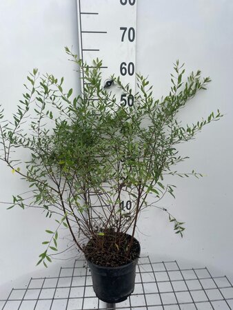 Spiraea cinerea 'Grefsheim' 50-60 cm cont. 3,0L - afbeelding 2
