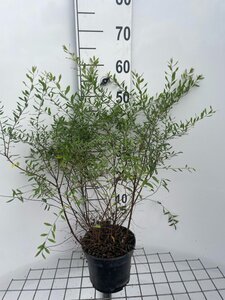 Spiraea cinerea 'Grefsheim' 50-60 cm cont. 3,0L - afbeelding 2