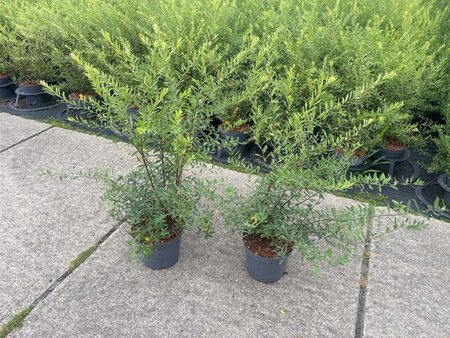 Spiraea cinerea 'Grefsheim' 50-60 cm cont. 3,0L - afbeelding 1