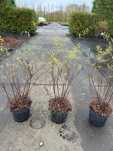 Spiraea cinerea 'Grefsheim' 50-60 cm cont. 3,0L - afbeelding 3