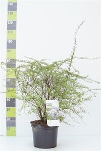 Spiraea cinerea 'Grefsheim' 80-100 cm cont. 7,5L - afbeelding 1