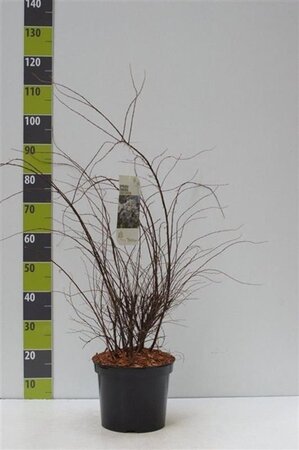 Spiraea cinerea 'Grefsheim' 80-100 cm cont. 7,5L - afbeelding 2