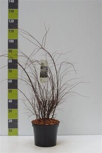 Spiraea cinerea 'Grefsheim' 80-100 cm cont. 7,5L - afbeelding 2