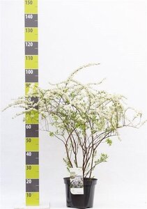 Spiraea cinerea 'Grefsheim' 80-100 cm cont. 7,5L - afbeelding 3