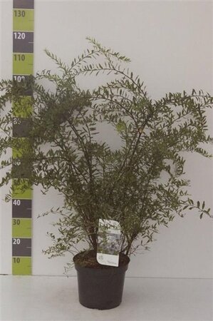 Spiraea cinerea 'Grefsheim' 80-100 cm cont. 7,5L - afbeelding 4