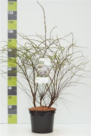 Spiraea cinerea 'Grefsheim' 80-100 cm cont. 7,5L - afbeelding 5