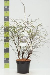 Spiraea cinerea 'Grefsheim' 80-100 cm cont. 7,5L - afbeelding 5
