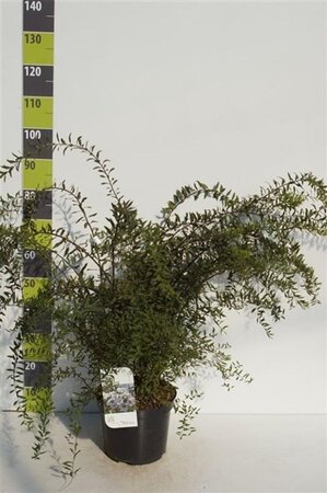 Spiraea cinerea 'Grefsheim' 80-100 cm cont. 7,5L - afbeelding 6