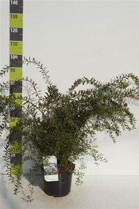 Spiraea cinerea 'Grefsheim' 80-100 cm cont. 7,5L - afbeelding 6