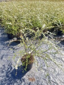 Spiraea cinerea 'Grefsheim' 80-100 cm cont. 7,5L - afbeelding 7