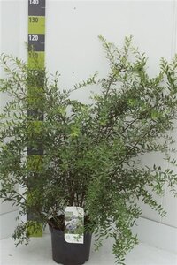 Spiraea cinerea 'Grefsheim' 80-100 cm cont. 7,5L - afbeelding 8