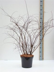 Spiraea cinerea 'Grefsheim' 80-100 cm cont. 7,5L - afbeelding 9