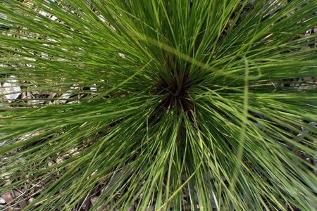 Sporobolus heterolepis geen maat specificatie 0,55L/P9cm - afbeelding 1