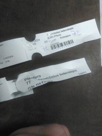 Sporobolus heterolepis geen maat specificatie 0,55L/P9cm - afbeelding 2