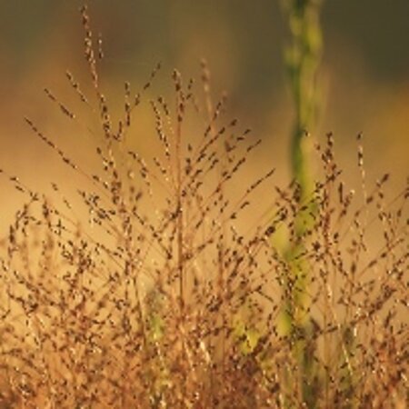 Sporobolus heterolepis geen maat specificatie 0,55L/P9cm - afbeelding 3