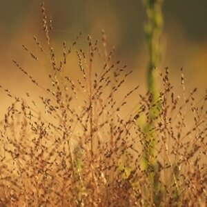 Sporobolus heterolepis geen maat specificatie 0,55L/P9cm - afbeelding 3