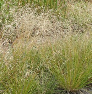 Sporobolus heterolepis geen maat specificatie 0,55L/P9cm - afbeelding 3