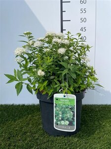 Spiraea jap. 'Albiflora' 25-30 cm cont. 3,0L - afbeelding 3