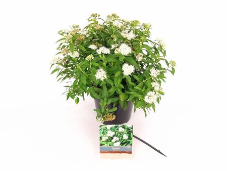Spiraea jap. 'Albiflora' 25-30 cm cont. 3,0L - afbeelding 2