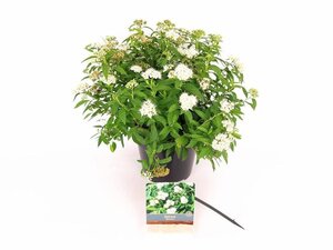 Spiraea jap. 'Albiflora' 25-30 cm cont. 3,0L - afbeelding 2