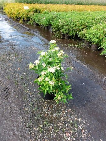 Spiraea jap. 'Albiflora' 25-30 cm cont. 3,0L - afbeelding 1