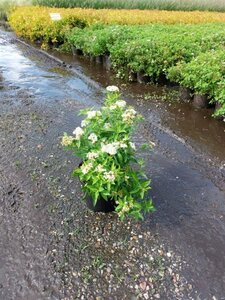 Spiraea jap. 'Albiflora' 25-30 cm cont. 3,0L - afbeelding 1