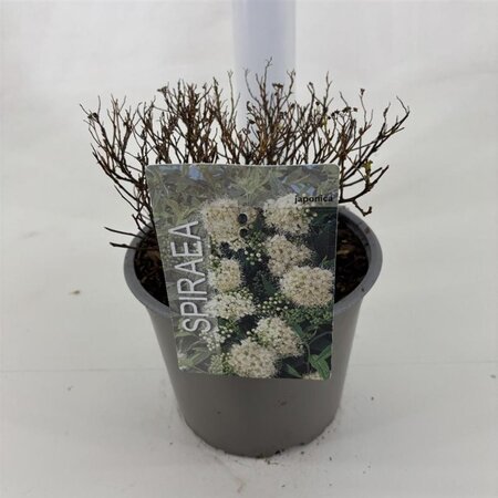Spiraea jap. 'Albiflora' 25-30 cm cont. 3,0L - afbeelding 4