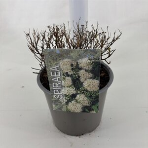 Spiraea jap. 'Albiflora' 25-30 cm cont. 3,0L - afbeelding 4